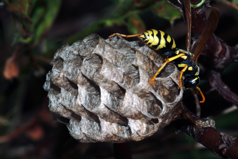 femmina di Polistes gallicus